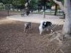 Heidi at the Dogpark